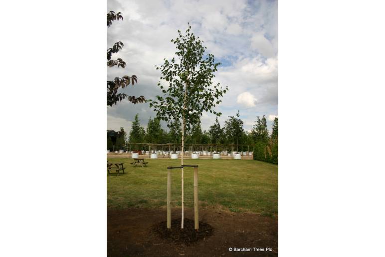 General - Tree to Stake
